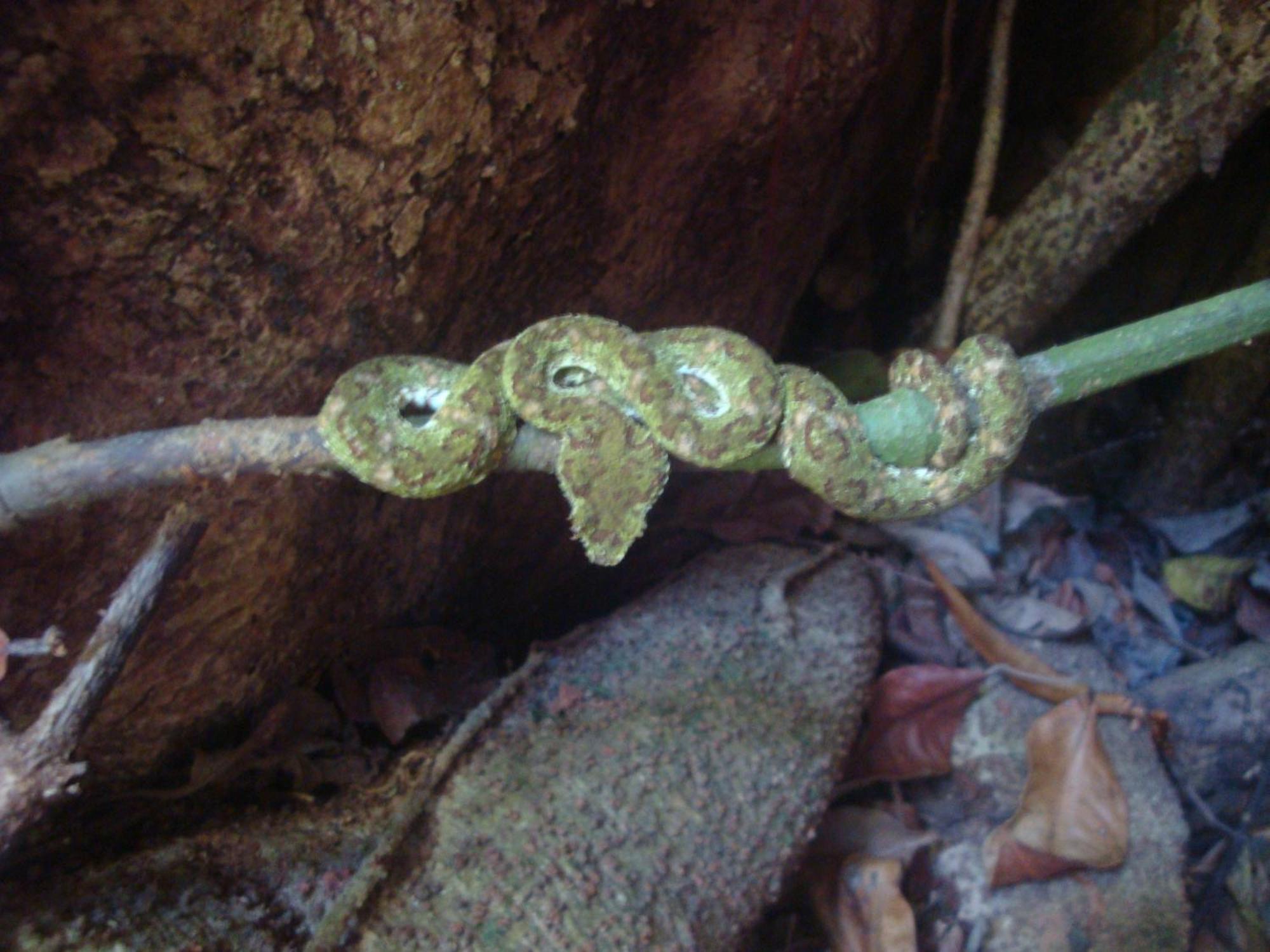 Drakes Bay Isla Violin Eco-Lodge מראה חיצוני תמונה