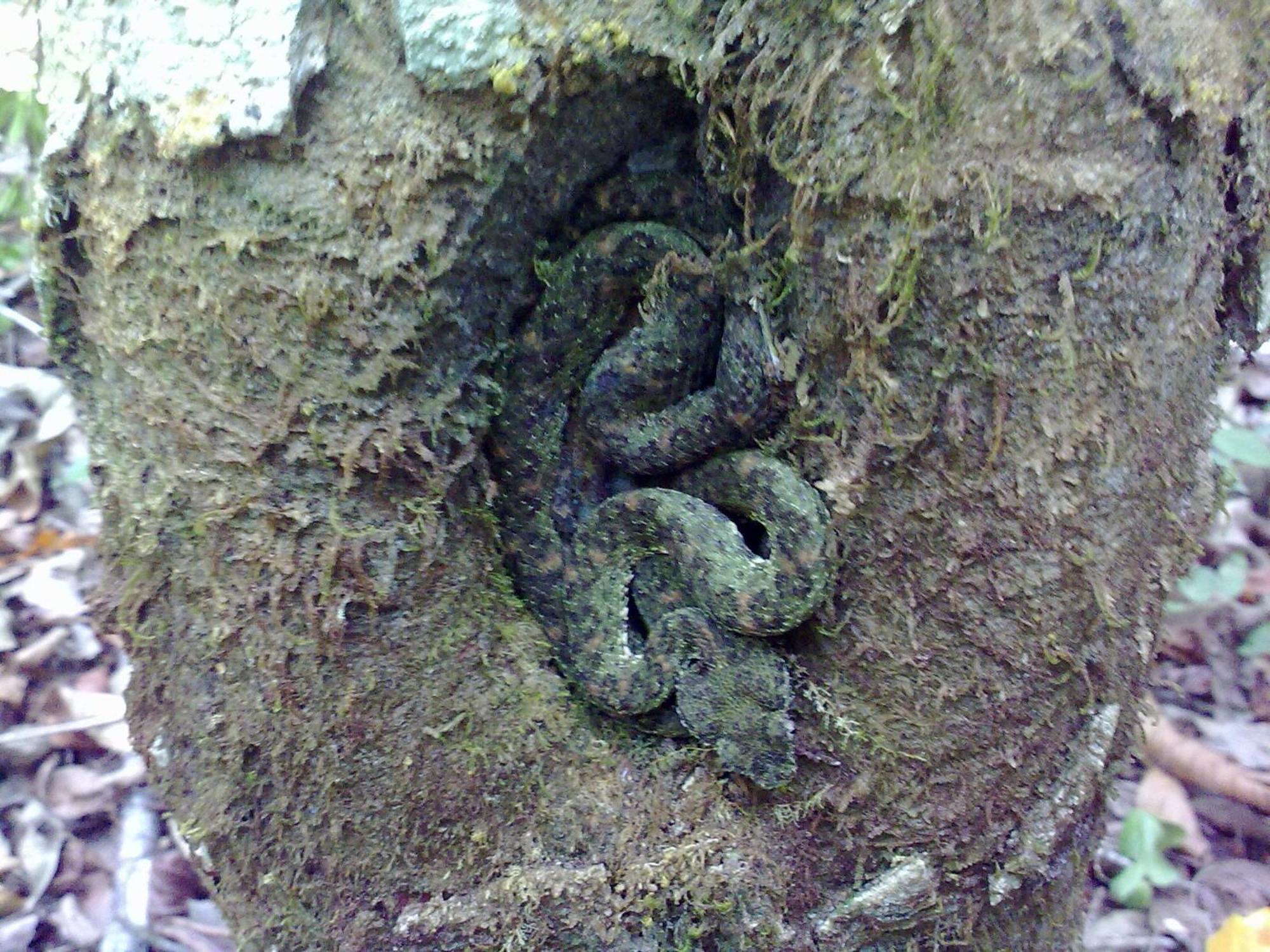 Drakes Bay Isla Violin Eco-Lodge מראה חיצוני תמונה